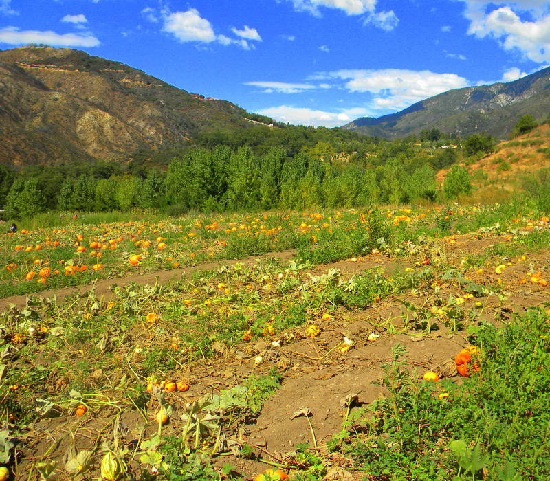 Fall Harvest