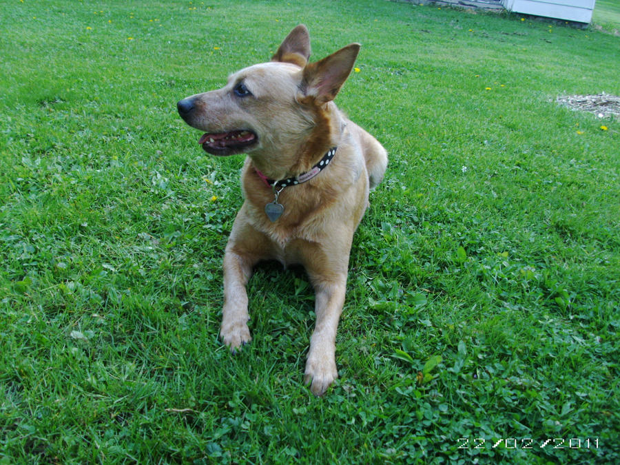 Australian Cattle Dog Stock 6