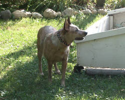 Australian Cattle Dog Stock 25