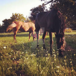 Peaceful Pasture