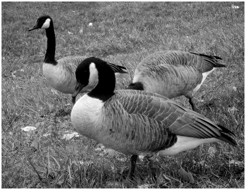 Canadian Geese