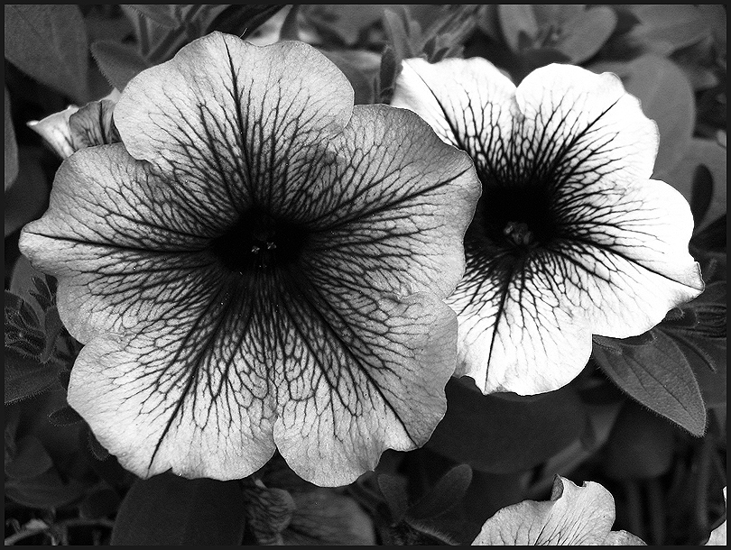 Petunias