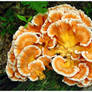 Pumpkin Fungi