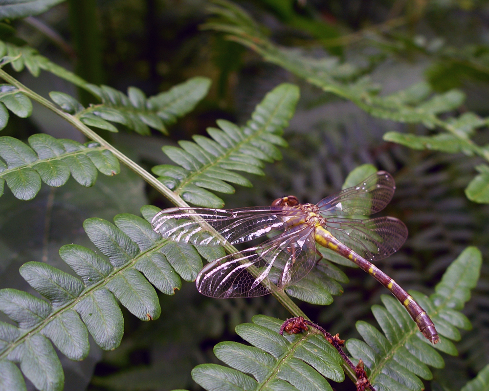 Dragonfly