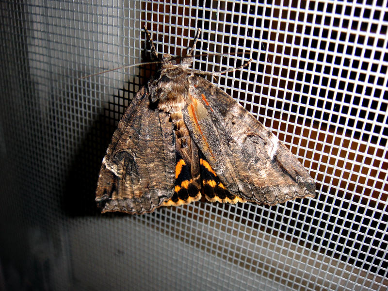 Burrowing Webworm Moth 3