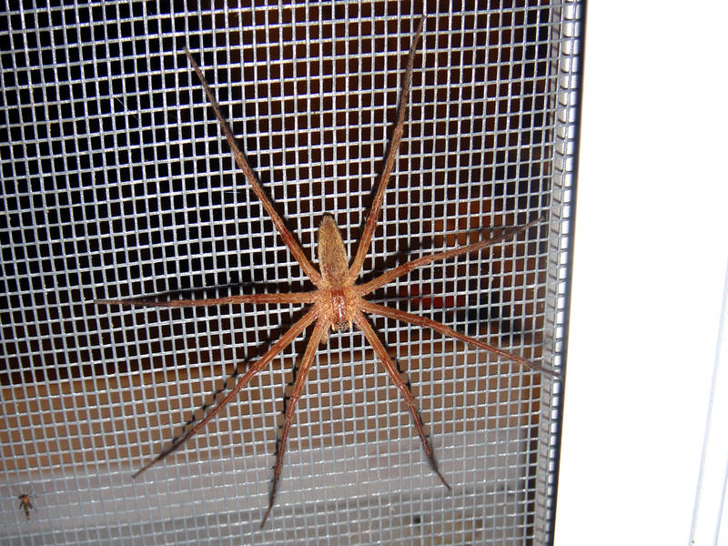 Nursery Web Spider 1