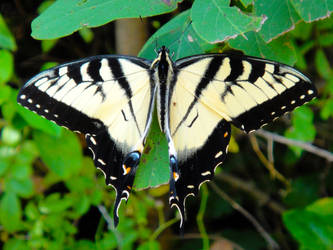 App. Tiger Swallowtail 1