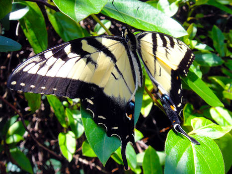 App. Tiger Swallowtail 2