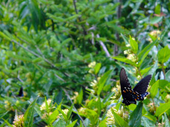 Spicebush Swallowtail in situ