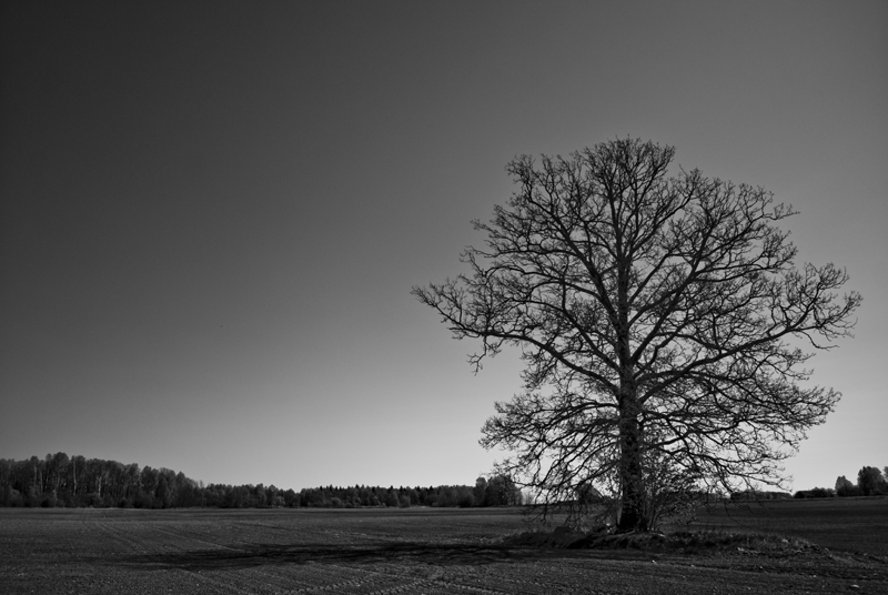 Songs of lonelines