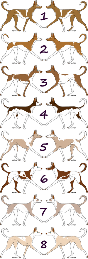 Ibizan Hound adopts OPEN