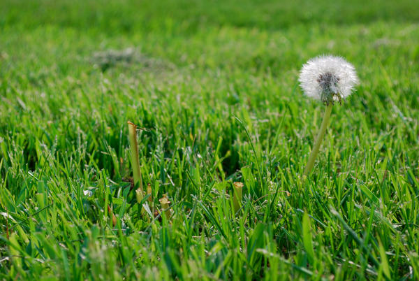 Dandelion