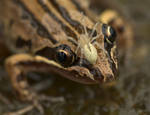 Striped Marsh Frog (with passenger) by Errey-Images