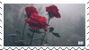 red roses in mist
