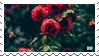 red roses on bush