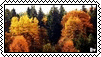 larch trees