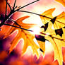 Colorful Leaves -5-