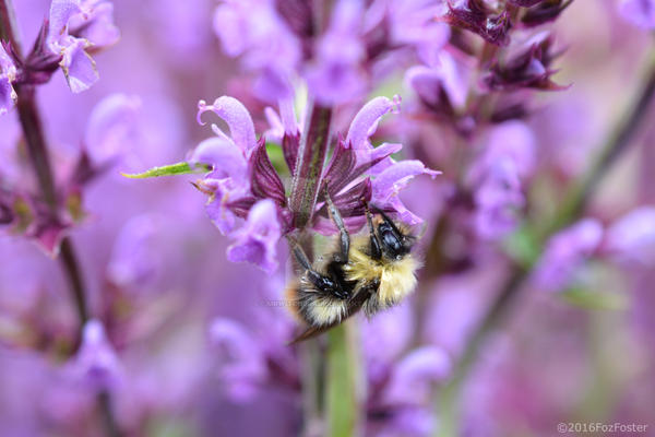 Rain Bee