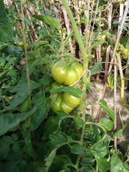 Beekstake Tomatoes