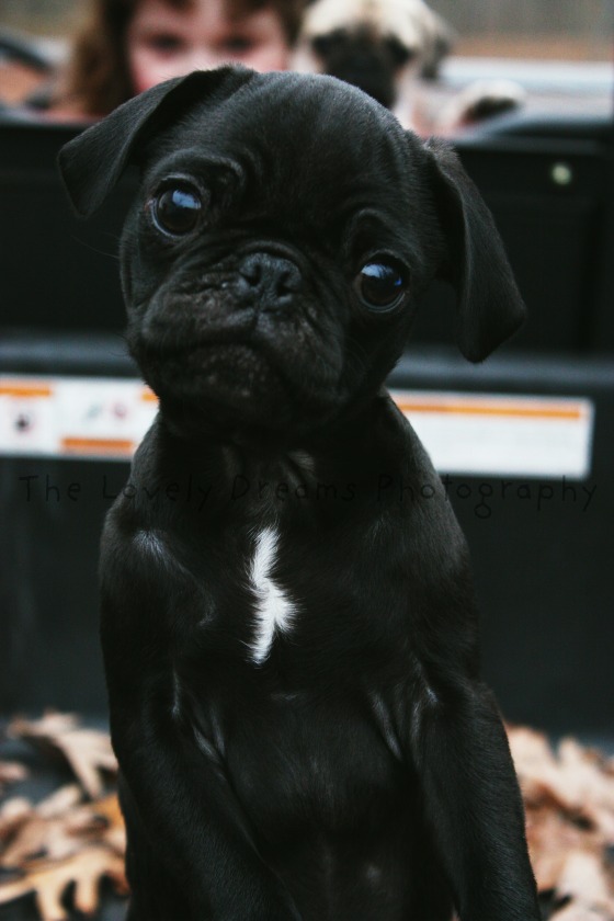 Curious Lil' Pug