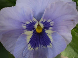 Pansy Splash