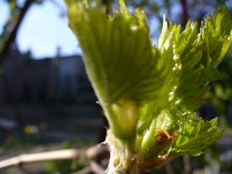 Grape young leafs