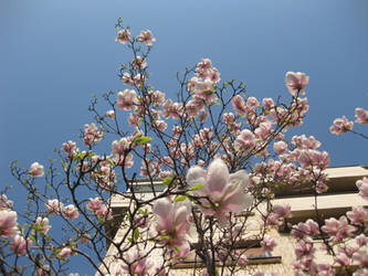 Magnolii in Bucuresti (Magnolias in Bucharest)