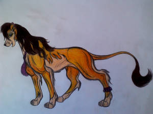 orange magic lioness