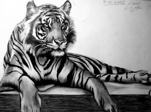 Tiger Drawing