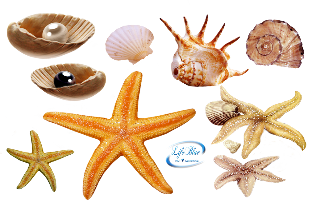 Sea creatures - PNG by lifeblue on DeviantArt