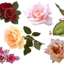 Roses - PNG