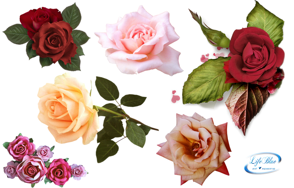 Roses - PNG