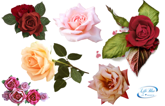 Roses - PNG