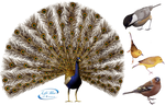 Poultry - PNG