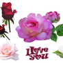 Lovely roses - PNG