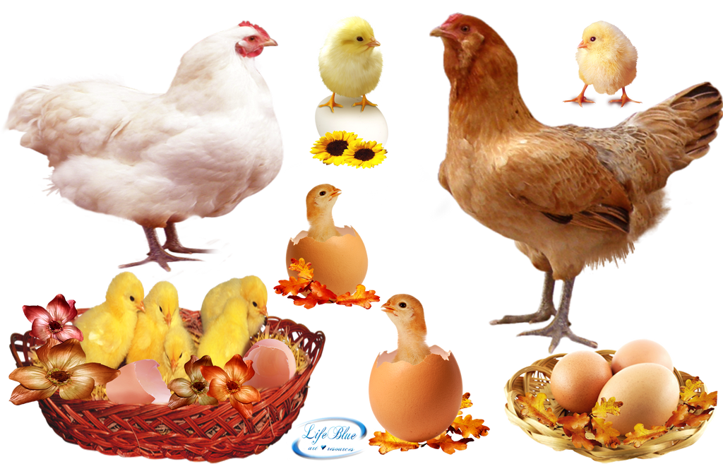 Cute chicks - PNG