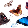 Butterflies - PNG