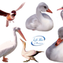 Poultry + - PNG