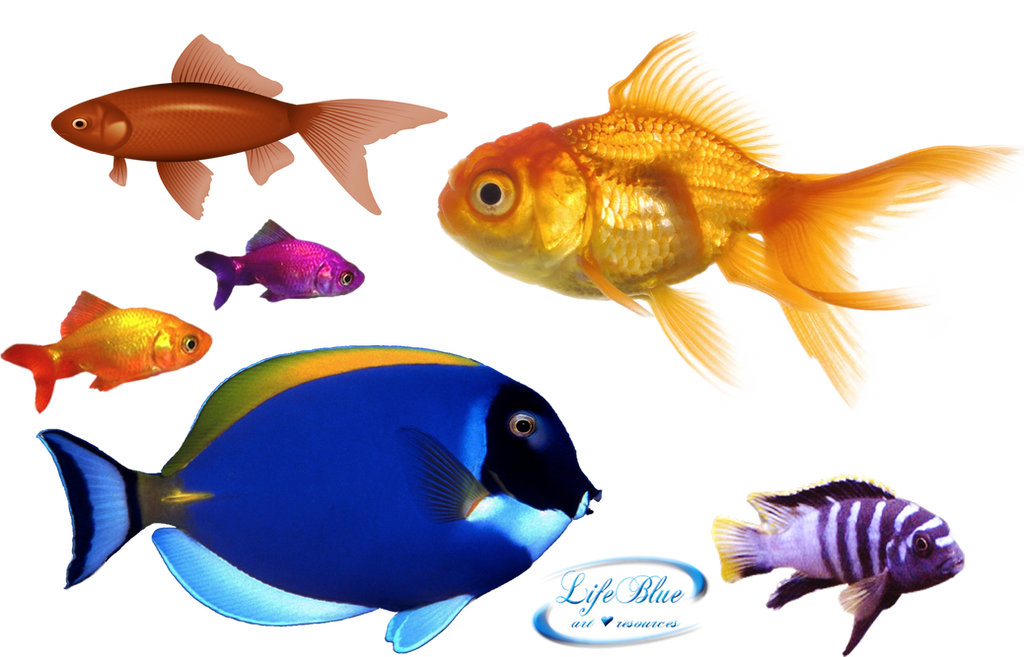 Goldfish - PNG