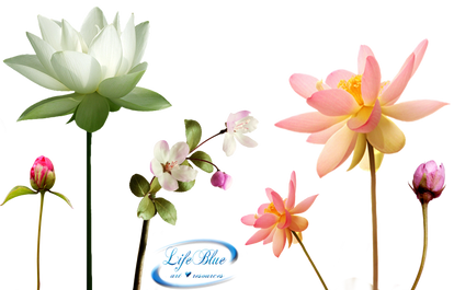 Fragrance of flowers - PNG