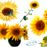 Sunflowers - PNG