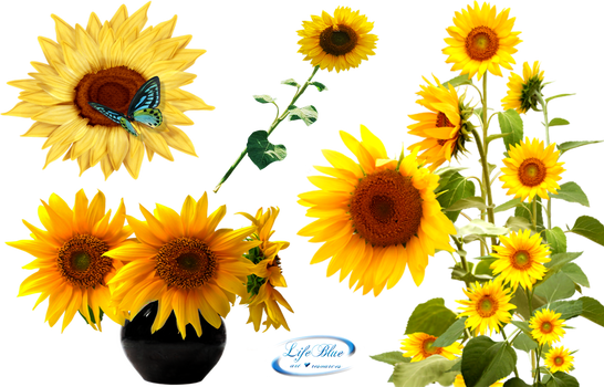 Sunflowers - PNG