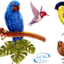 Birds - PNG