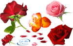 Roses everywhere - PNG