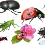 Insects - PNG