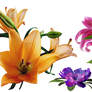 Cute flowers - PNG