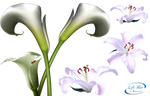 Lilies - PNG