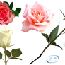 Romantic roses - PNG