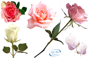 Romantic roses - PNG