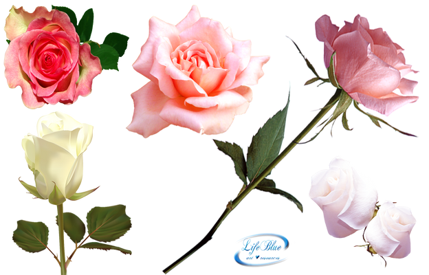 Romantic roses - PNG